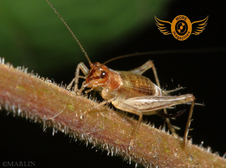 Trigrespinx: A Mysterious and Emerging Digital Term Trigrespinx: A Mysterious and Emerging Digital Term